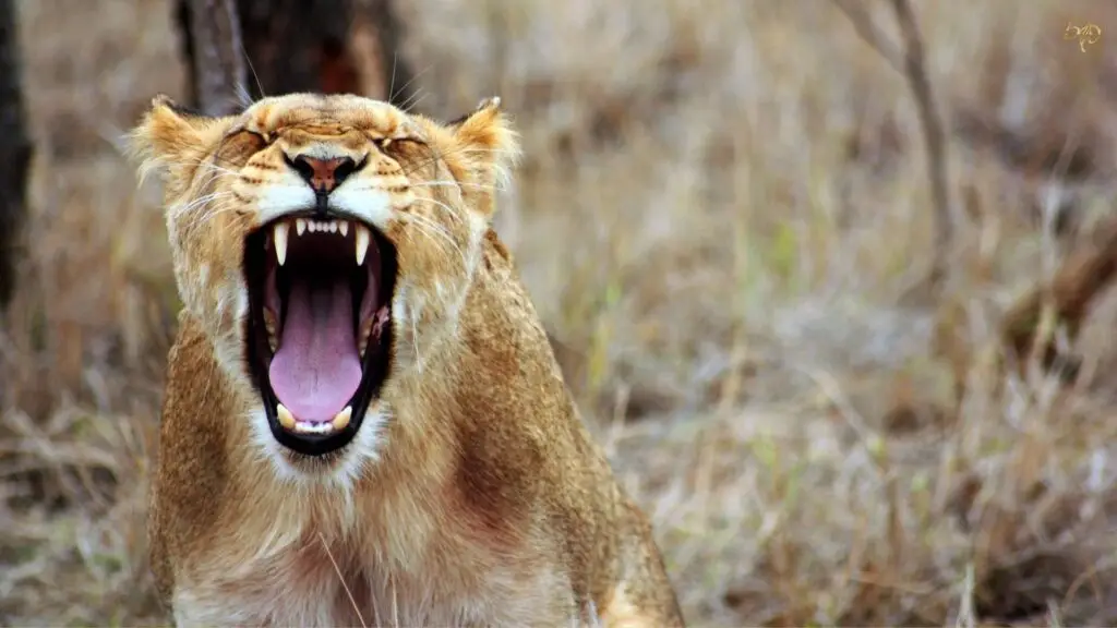 Roaring lioness symbolizing the fierce energy behind the 5P Novel Method for writers